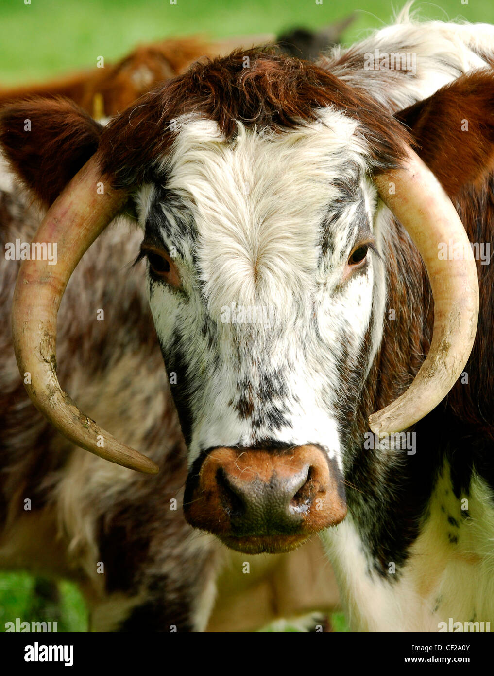 Horoscopes Taurus A brown and white haired bull with long horns Stock Photo