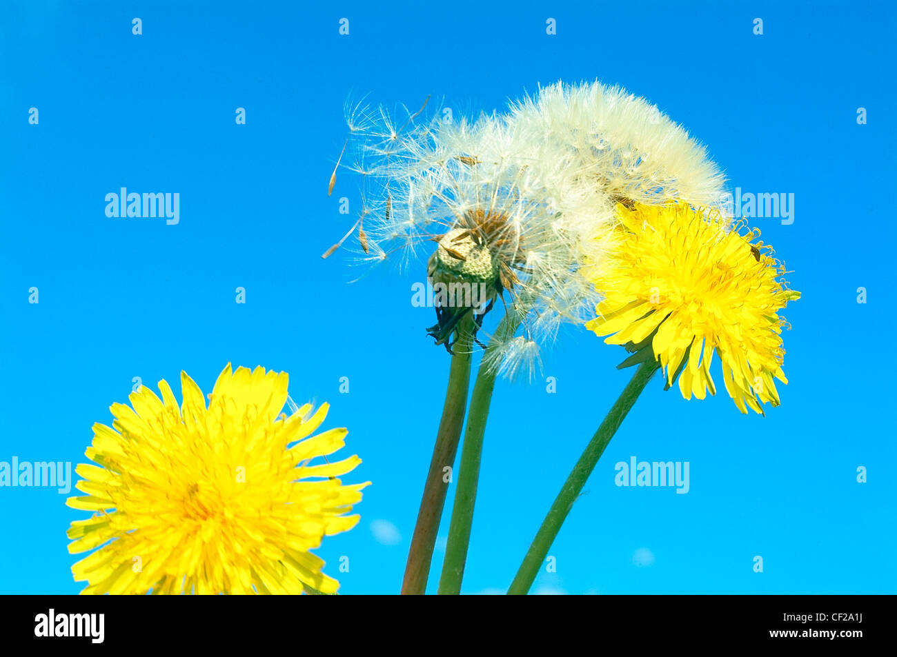 Image with a dandelion image hi-res stock photography and images - Alamy