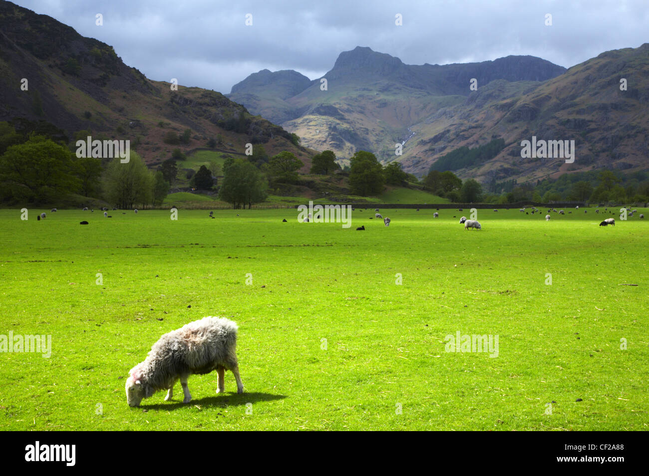 The Lake District National Park. Sheep grazing in a field near Chapel ...