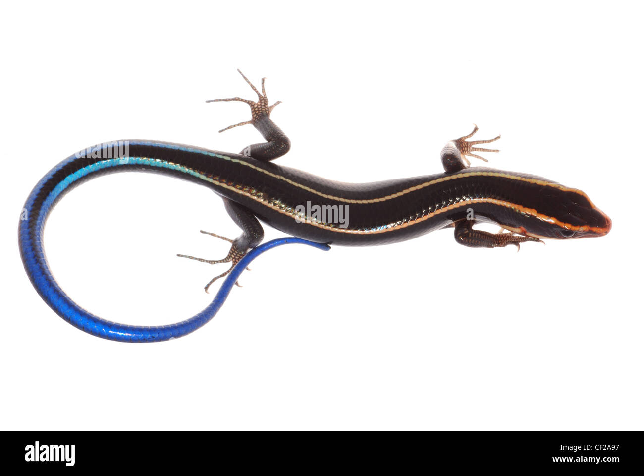 blue tail skink lizard isolated on white background Stock Photo Alamy