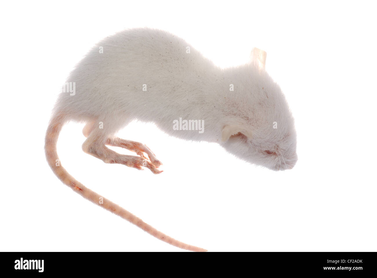 science animal white rat mouse isolated Stock Photo