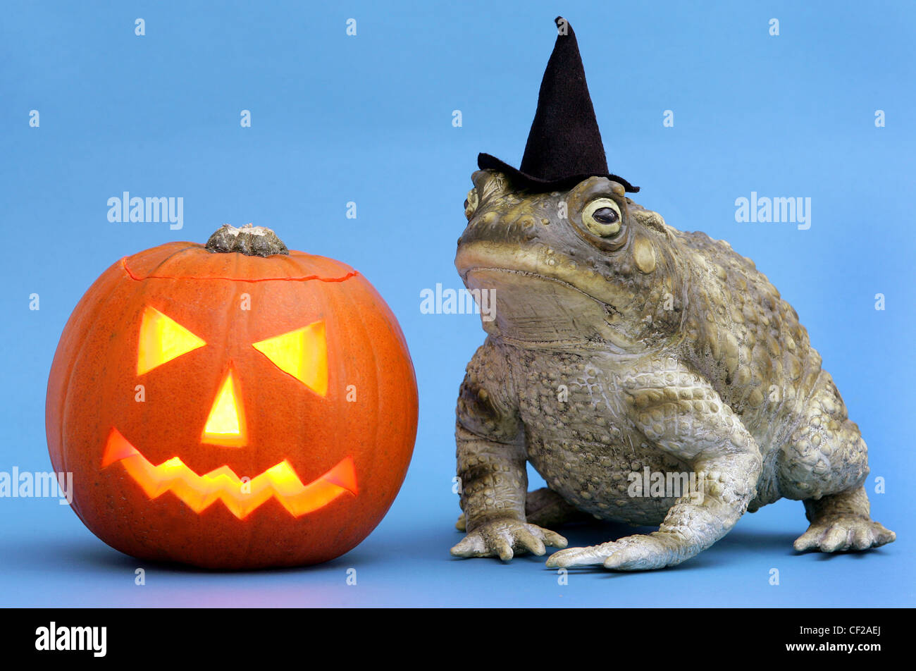 A carved Halloween pumpkin and a toad wearing a witches hat Stock Photo