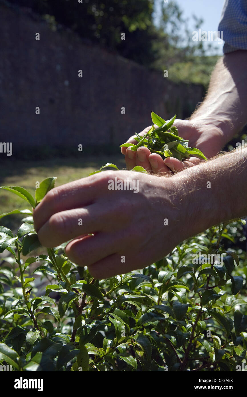 Picking tea leaves at Tregothnan, the only commercial tea plantation in ...