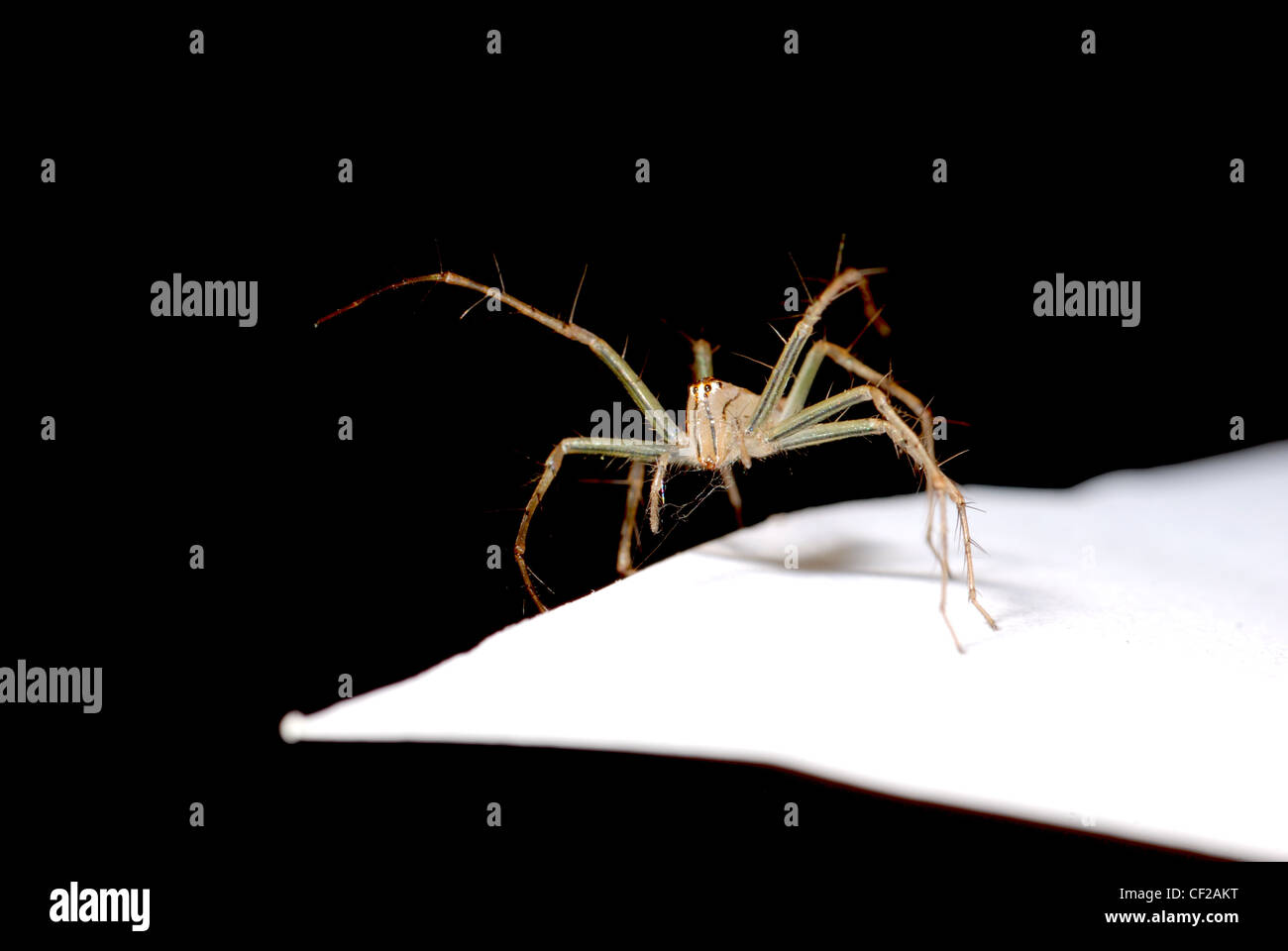 animal spider macro close up shot Stock Photo - Alamy