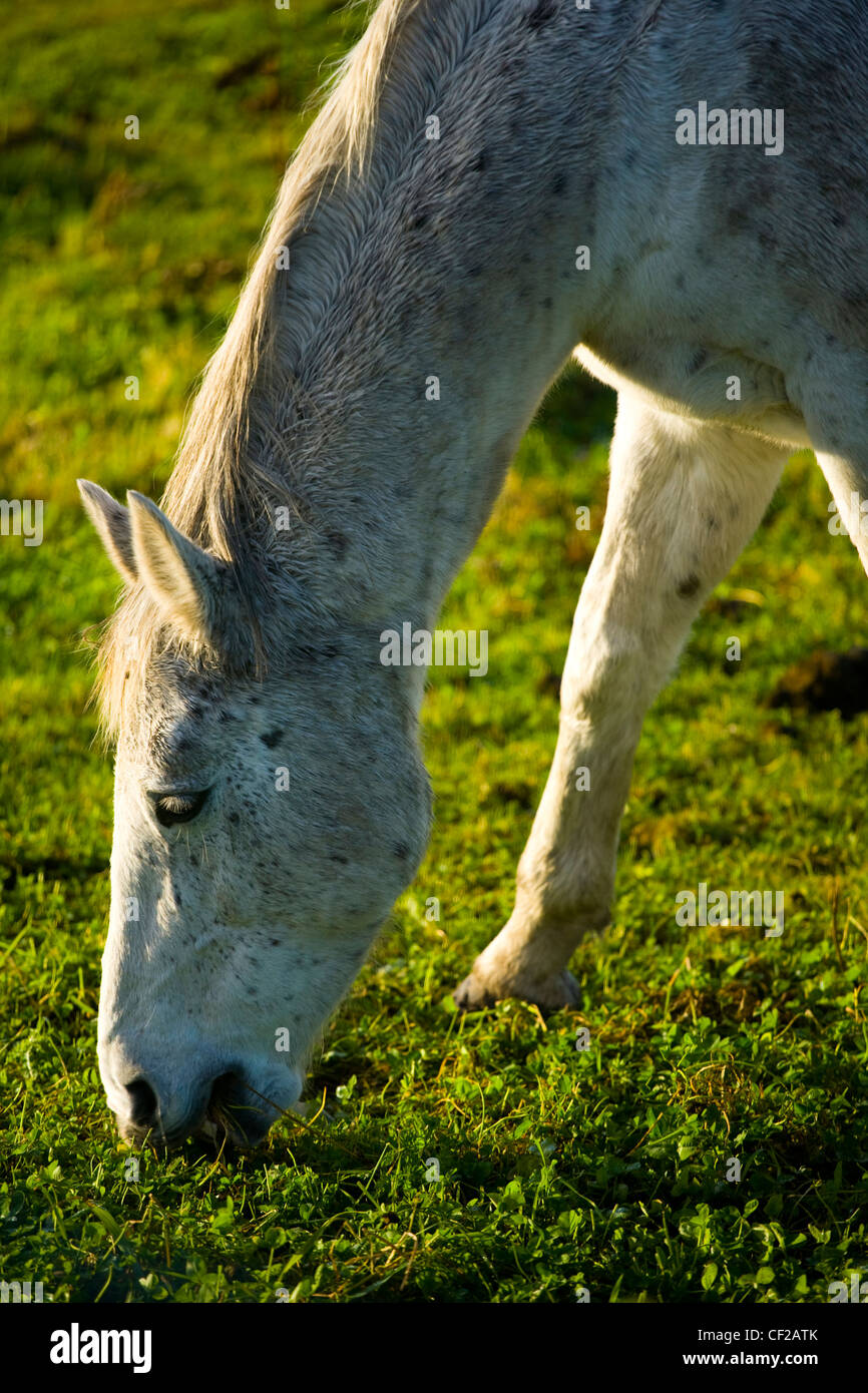 Horse grazing in a field located near the former Boldon Colliery in South Tyneside. Stock Photo