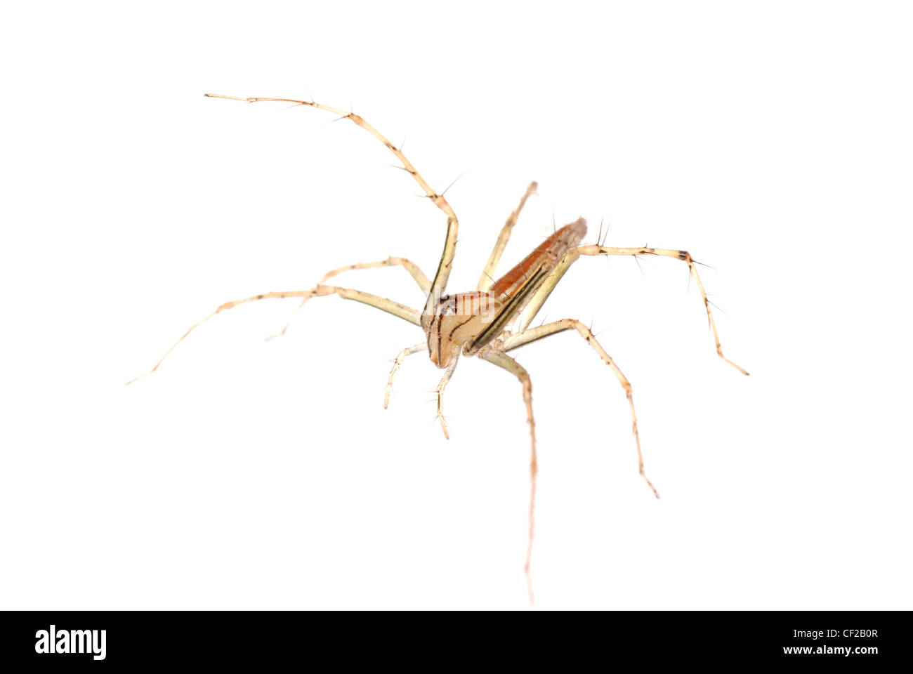 animal spider macro shot, isolated on white Stock Photo - Alamy