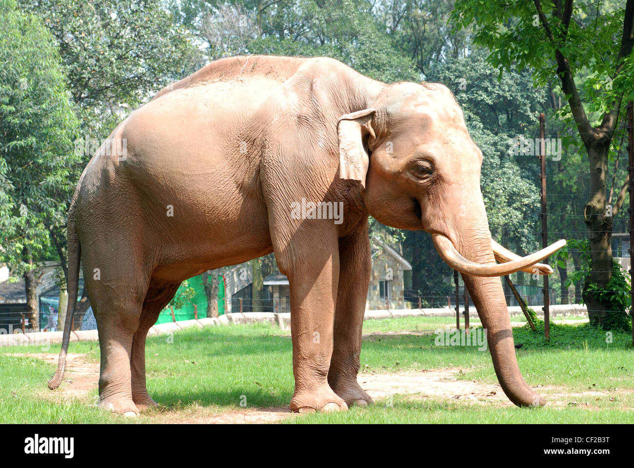 wild animal elephant on ground Stock Photo