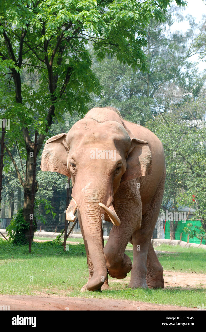 wild animal elephant on ground Stock Photo