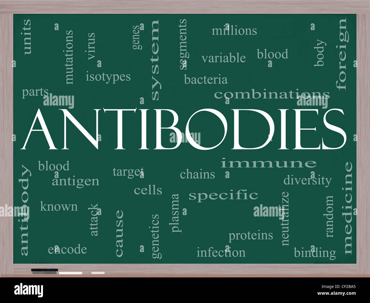 Antibodies Word Cloud Concept on a Chalkboard with great terms such as bacteria, system immunie, plasma, protein and more Stock Photo