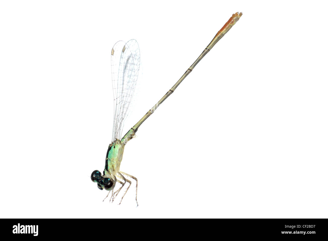 Dragonfly damselfly isolated on white background, studio shot Stock ...