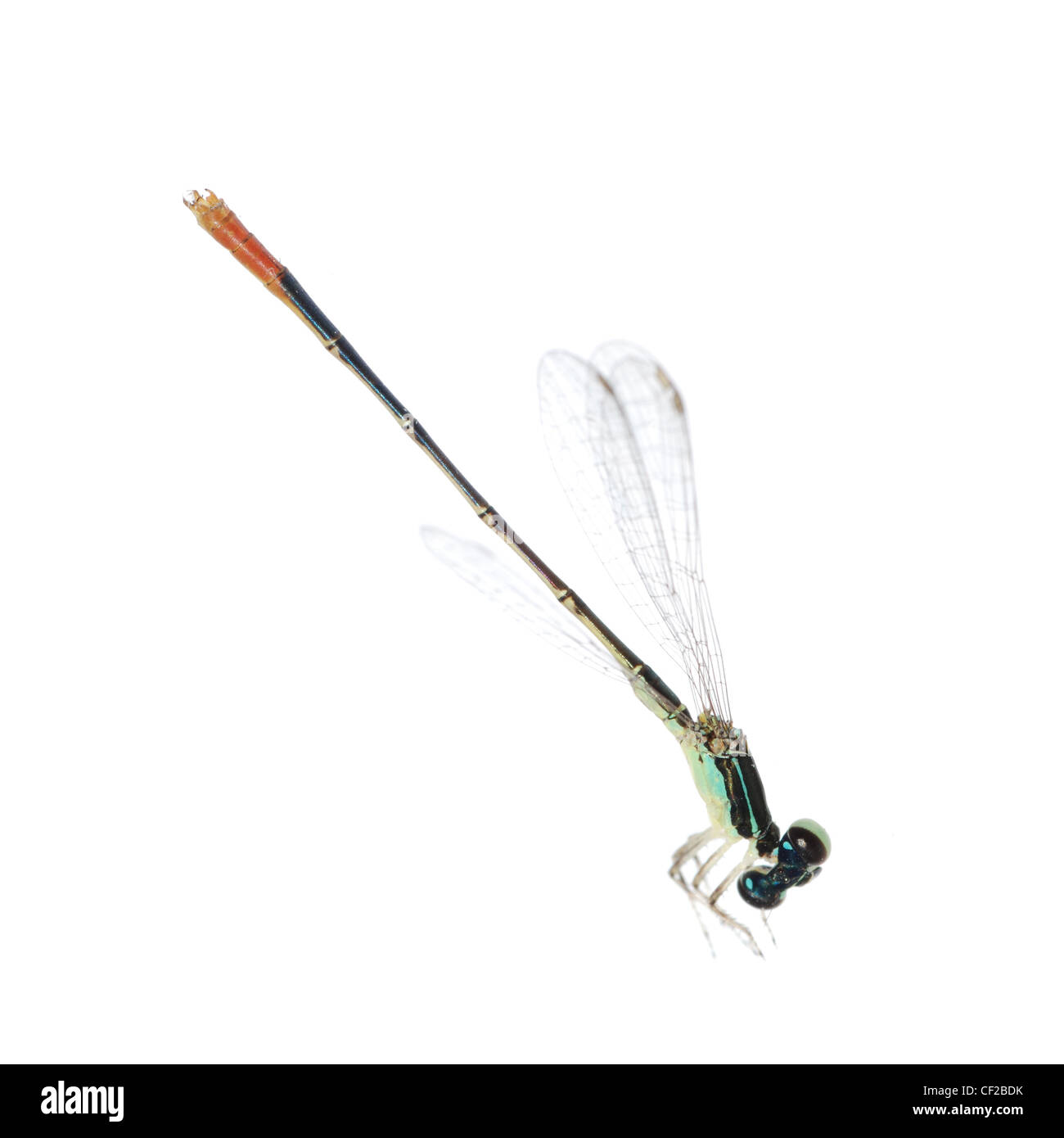 Dragonfly damselfly isolated on white background, studio shot Stock ...