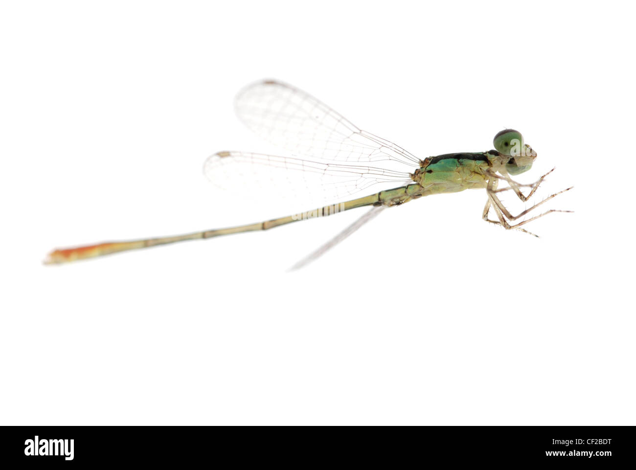 Dragonfly damselfly isolated on white background, studio shot Stock ...