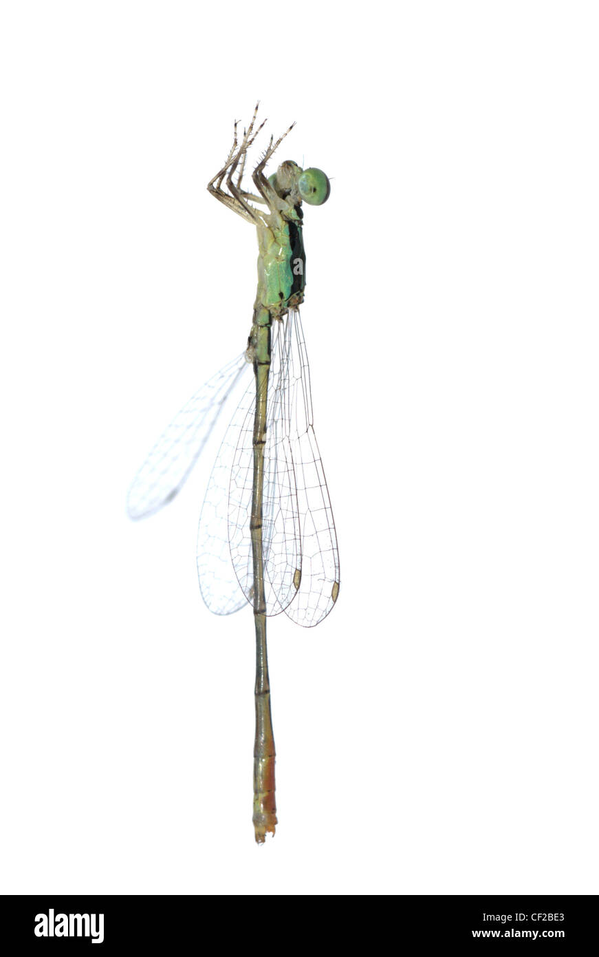 Dragonfly damselfly isolated on white background, studio shot Stock ...