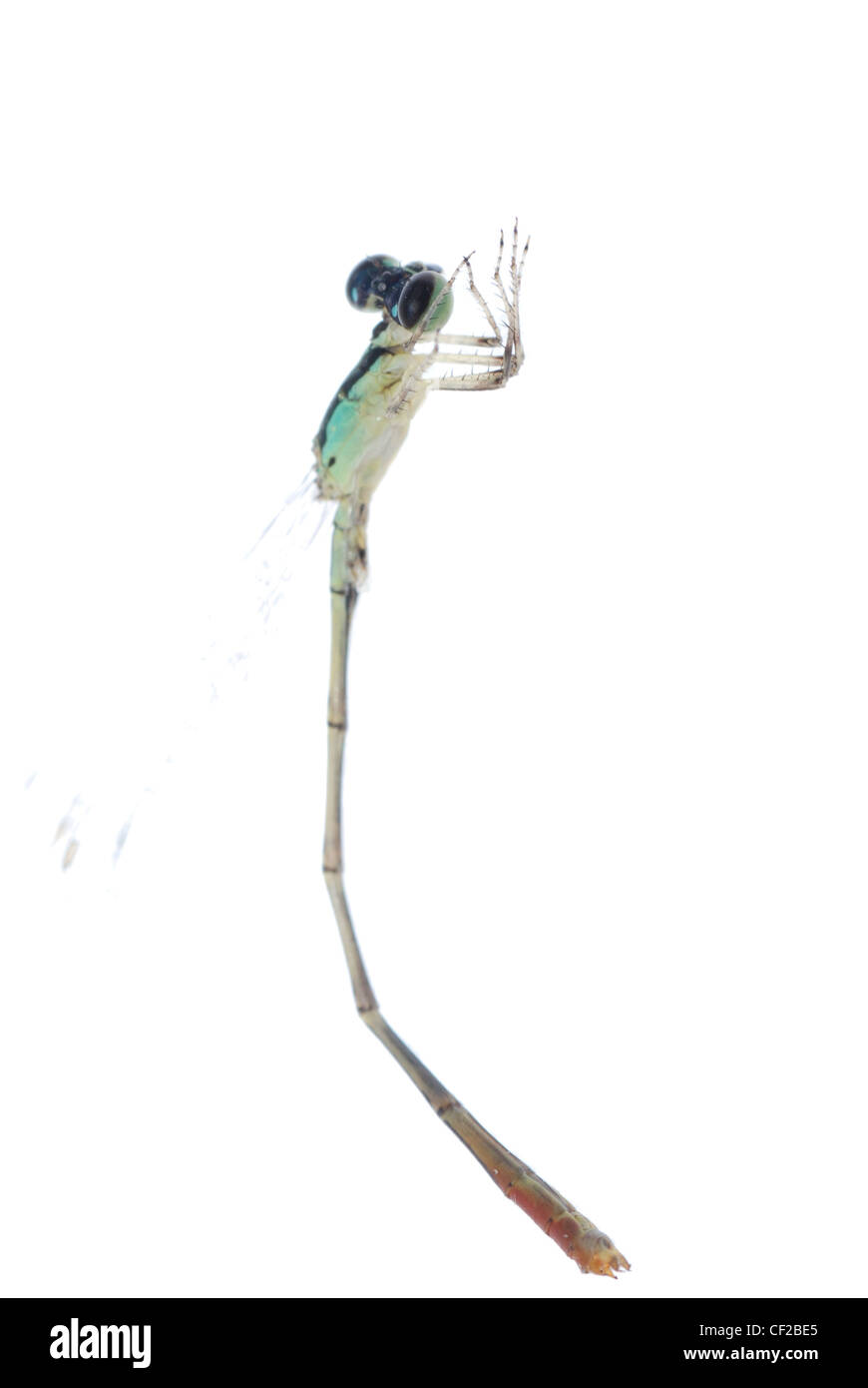 Dragonfly damselfly isolated on white background, studio shot Stock ...