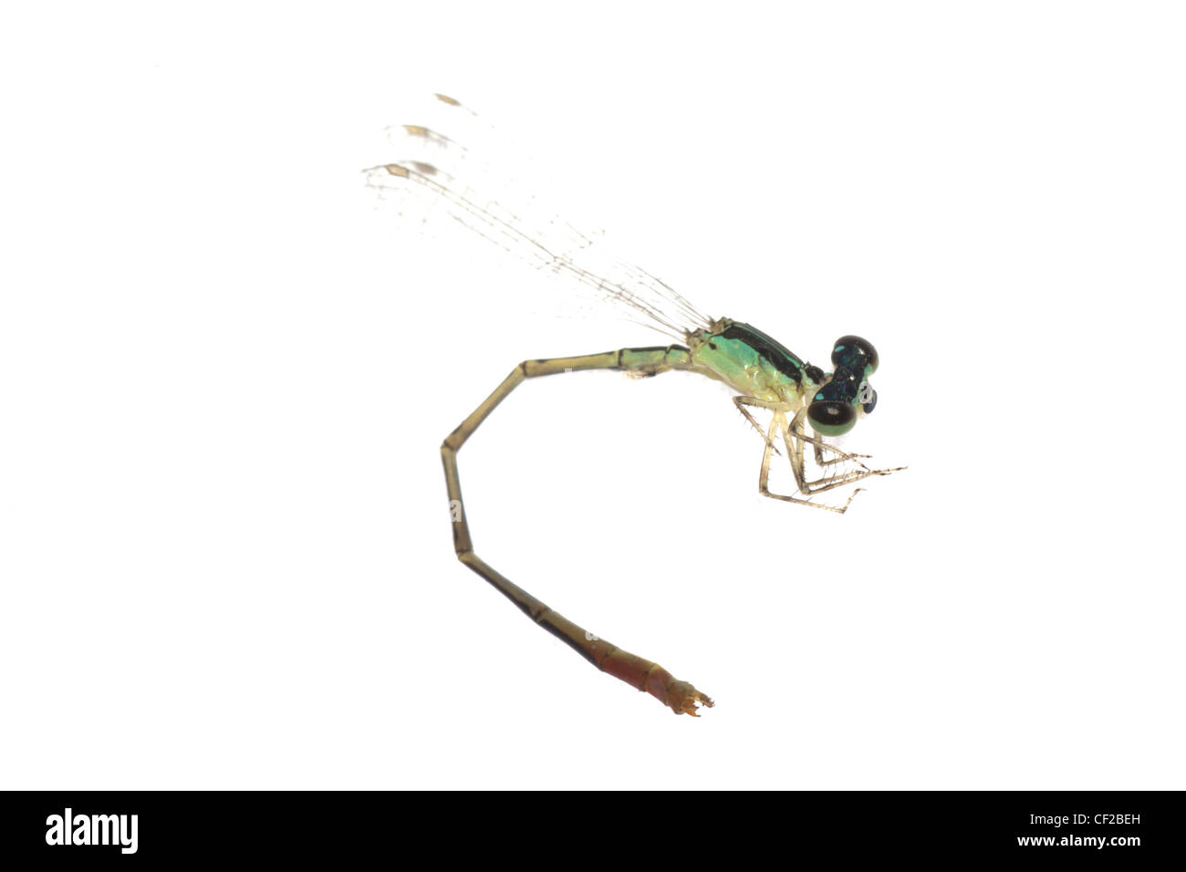 Dragonfly damselfly isolated on white background, studio shot Stock ...