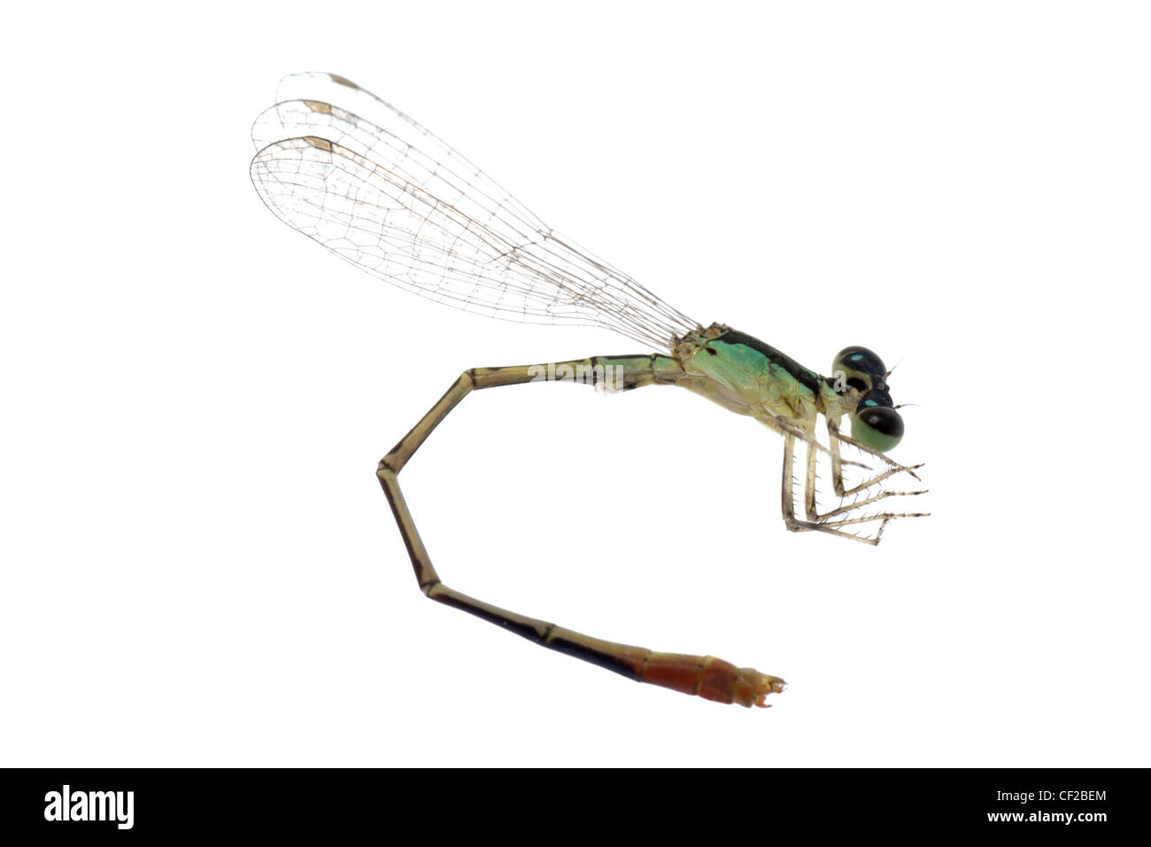 Dragonfly damselfly isolated on white background, studio shot Stock ...