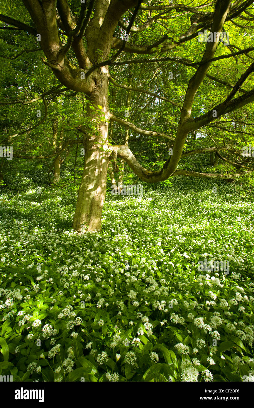 A blanket of ramsons (wild garlic) within the Blagdon Estate in the Plessey Woods Country Park. Stock Photo