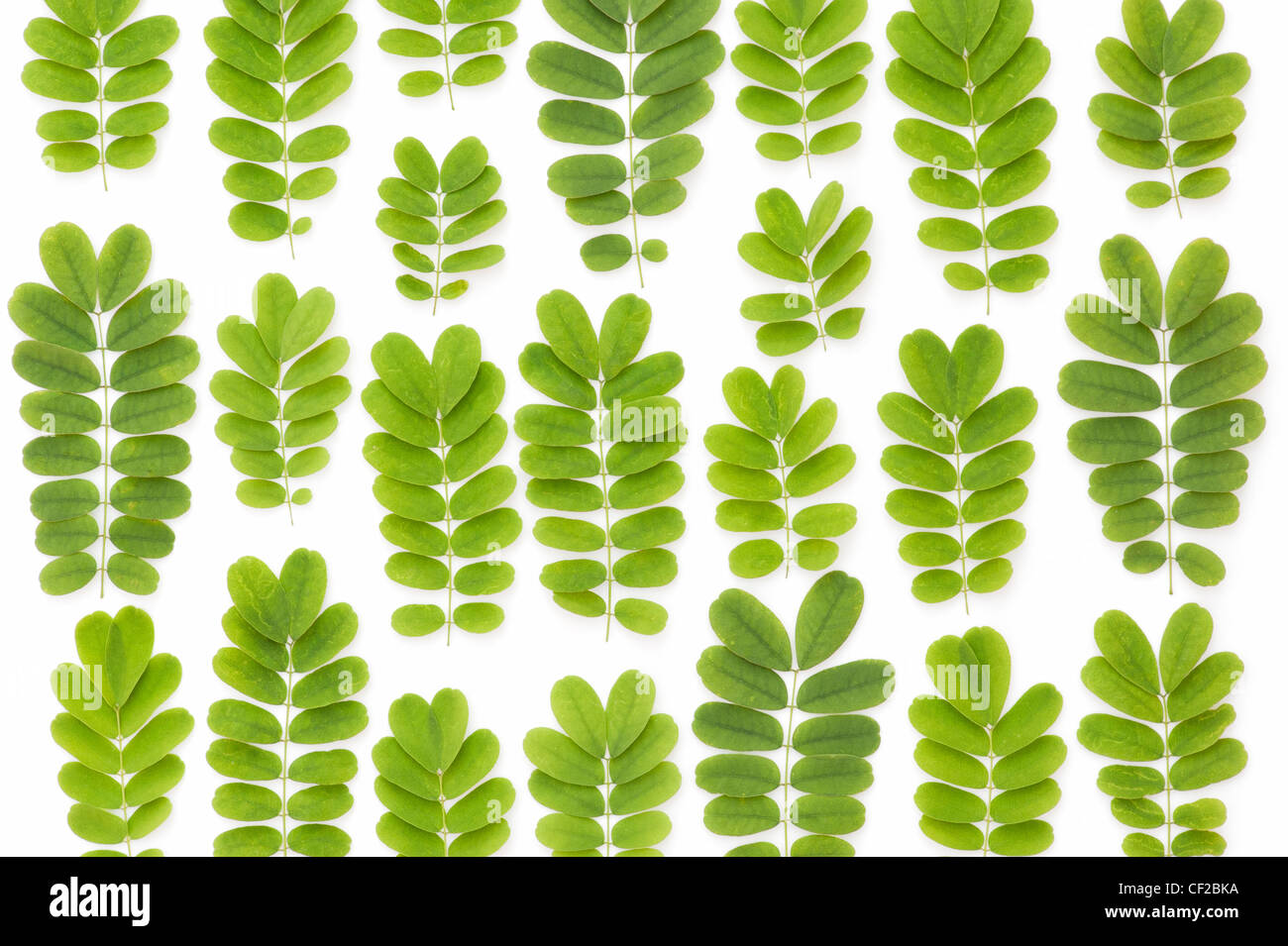 Indian tree leaf pattern on white background Stock Photo