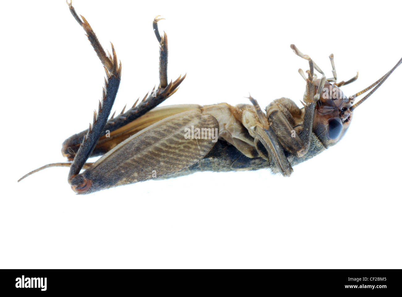 cricket bug insect isolated on white Stock Photo Alamy