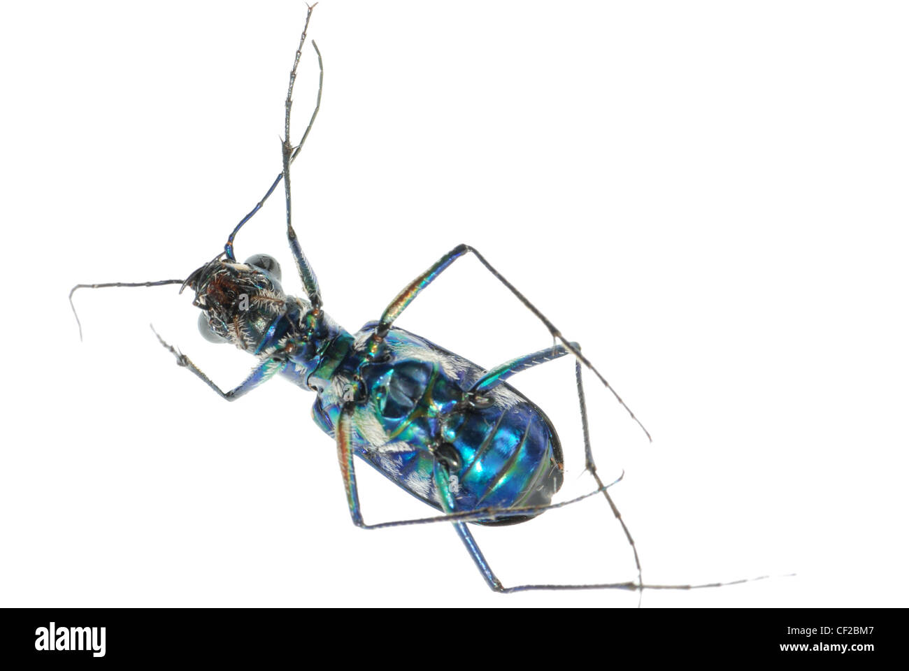 tiger beetle bug insect isolated on white Stock Photo - Alamy