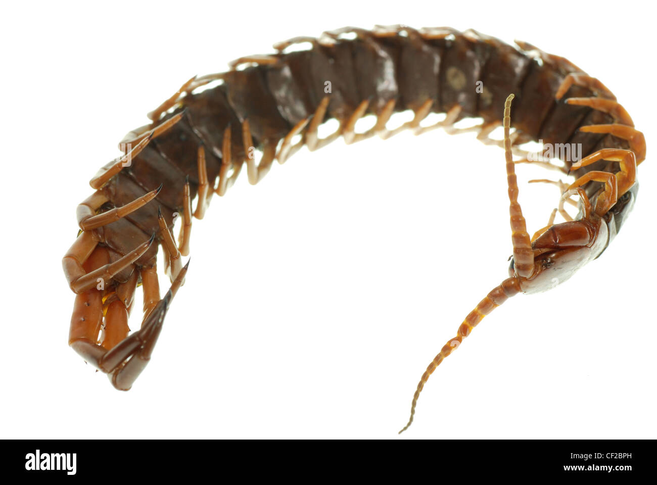 poison animal centipede macro isolated on white background Stock Photo