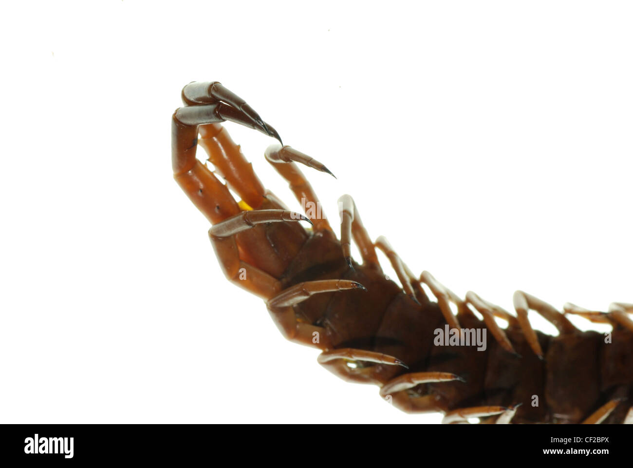 poison animal centipede macro detail isolated on white background Stock Photo