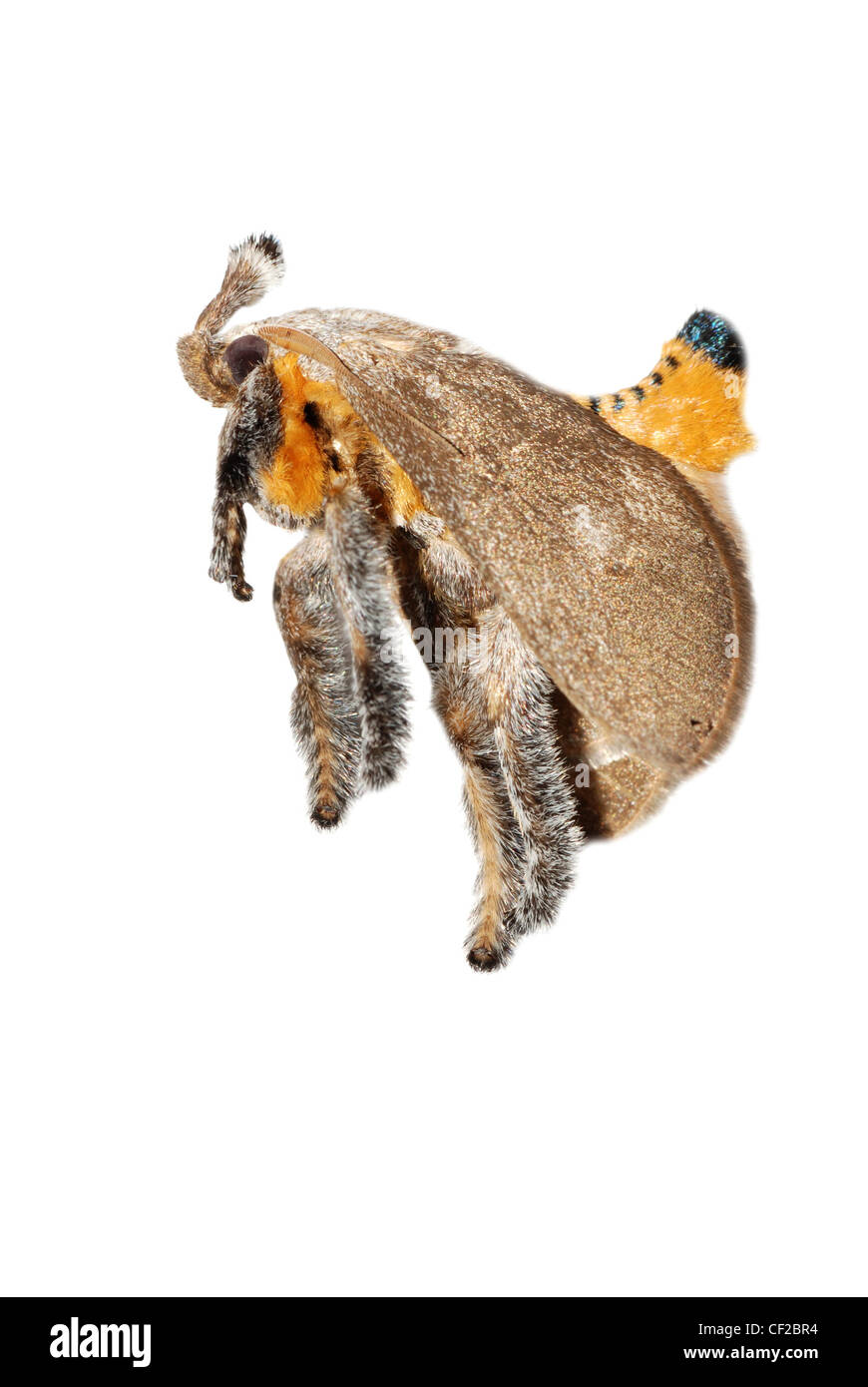 insect moth isolated on white background Stock Photo