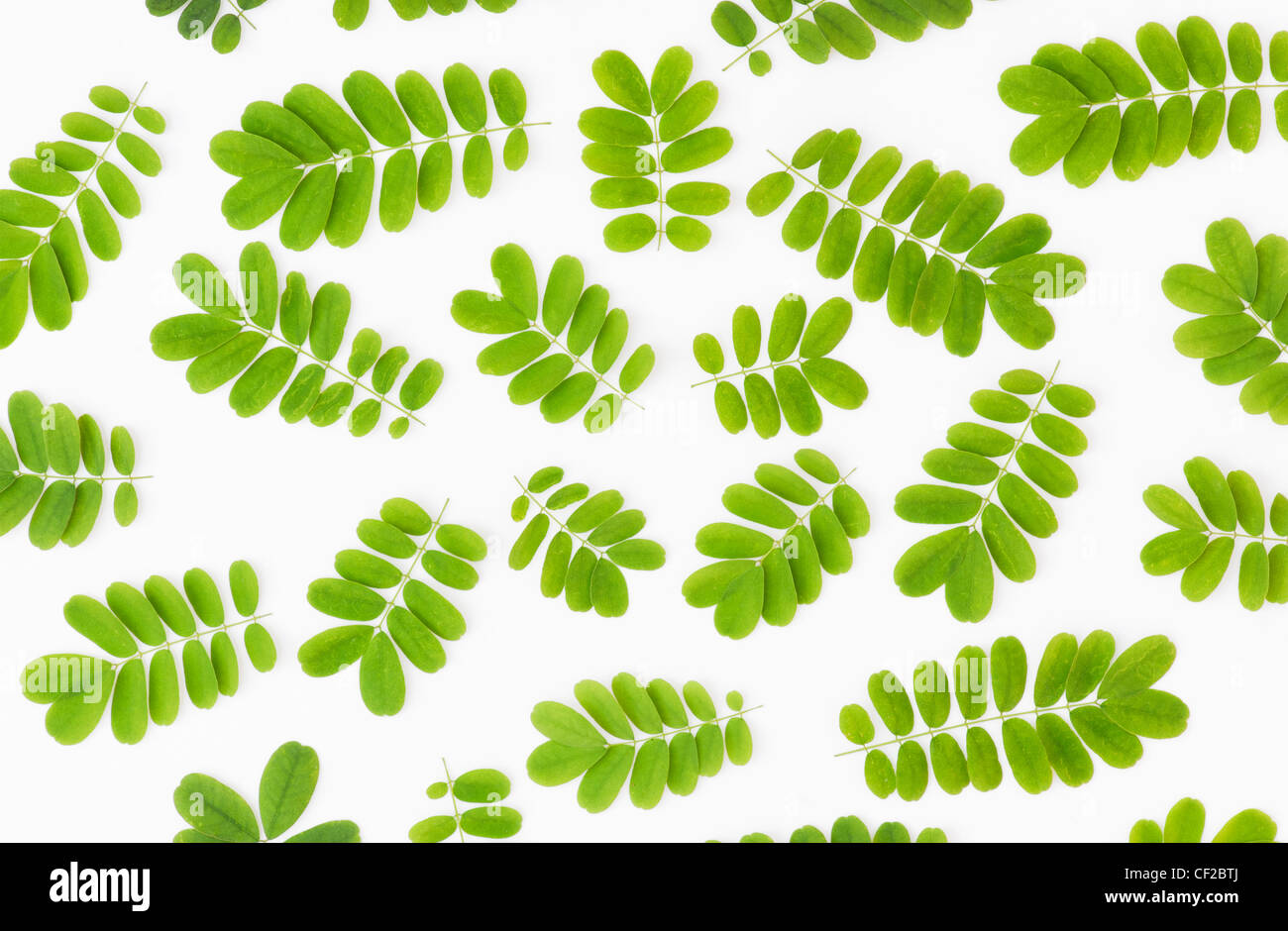 Indian tree leaf pattern on white background Stock Photo
