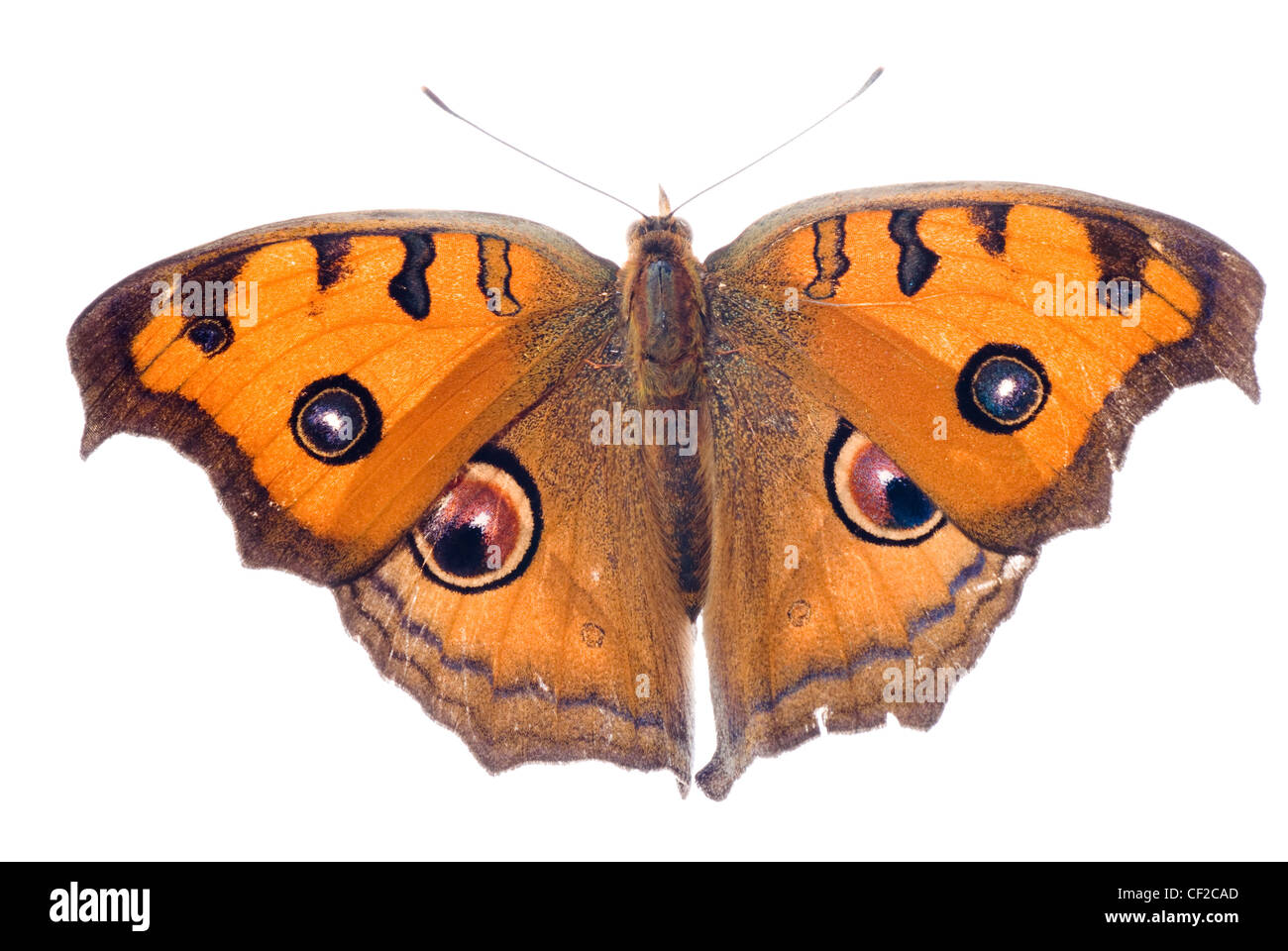 butterfly isolated on white background Stock Photo - Alamy