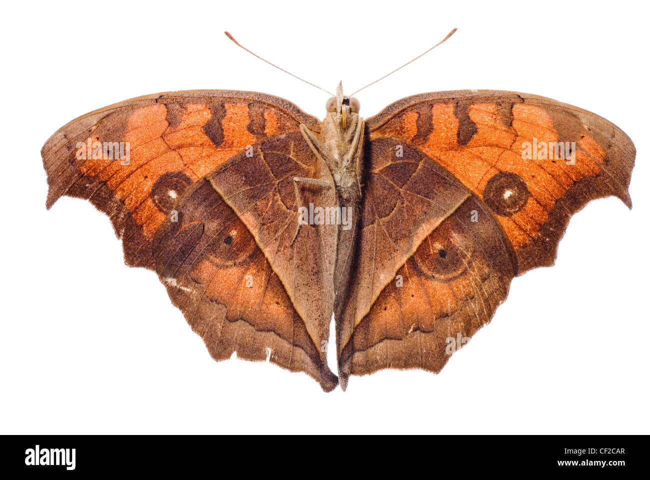 butterfly isolated on white background Stock Photo - Alamy