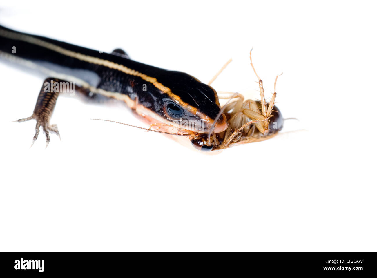 animal lizard eat roach bug Stock Photo