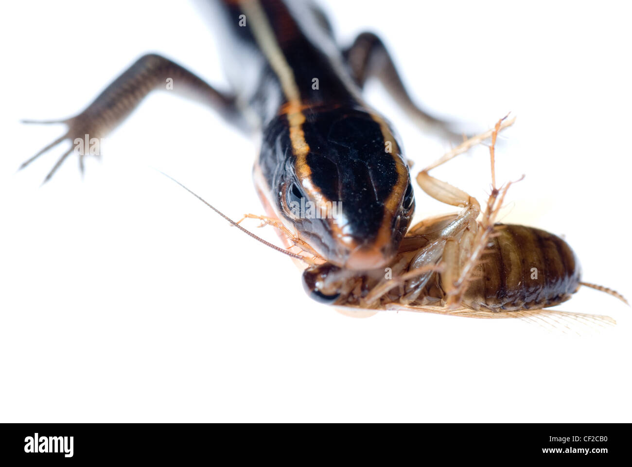 animal lizard eat roach bug Stock Photo