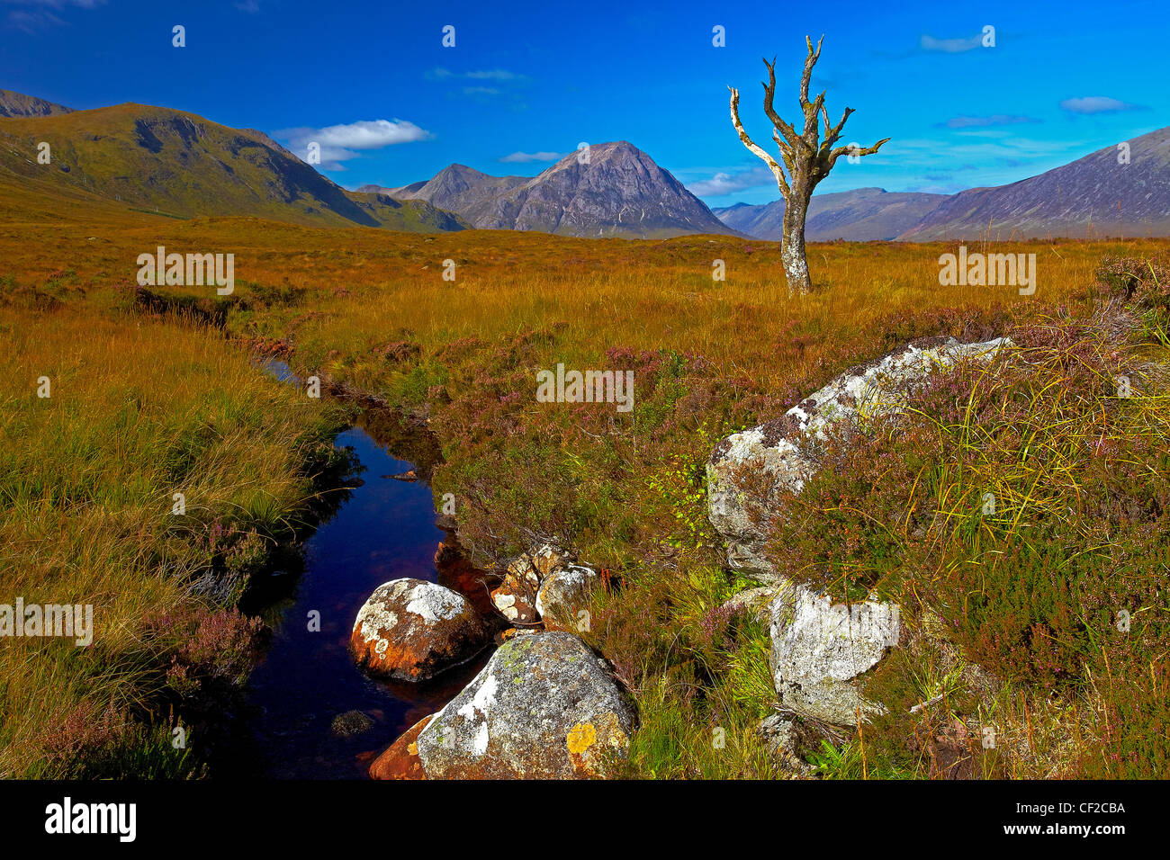 A lone dead tree on Rannoch Moor with Buachaille Etive Mor, a mountain at the entrance to Glen Etive in the distance. Stock Photo