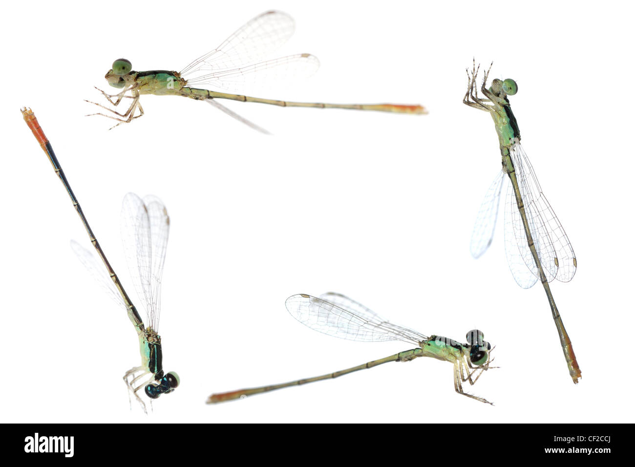 Dragonfly damselfly frame isolated on white Stock Photo - Alamy