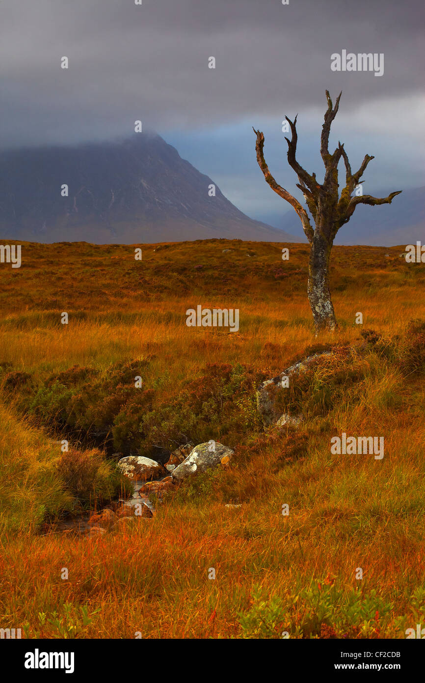 Storm clouds over a solitary tree on Rannoch Moor looking towards Glen Coe. Stock Photo