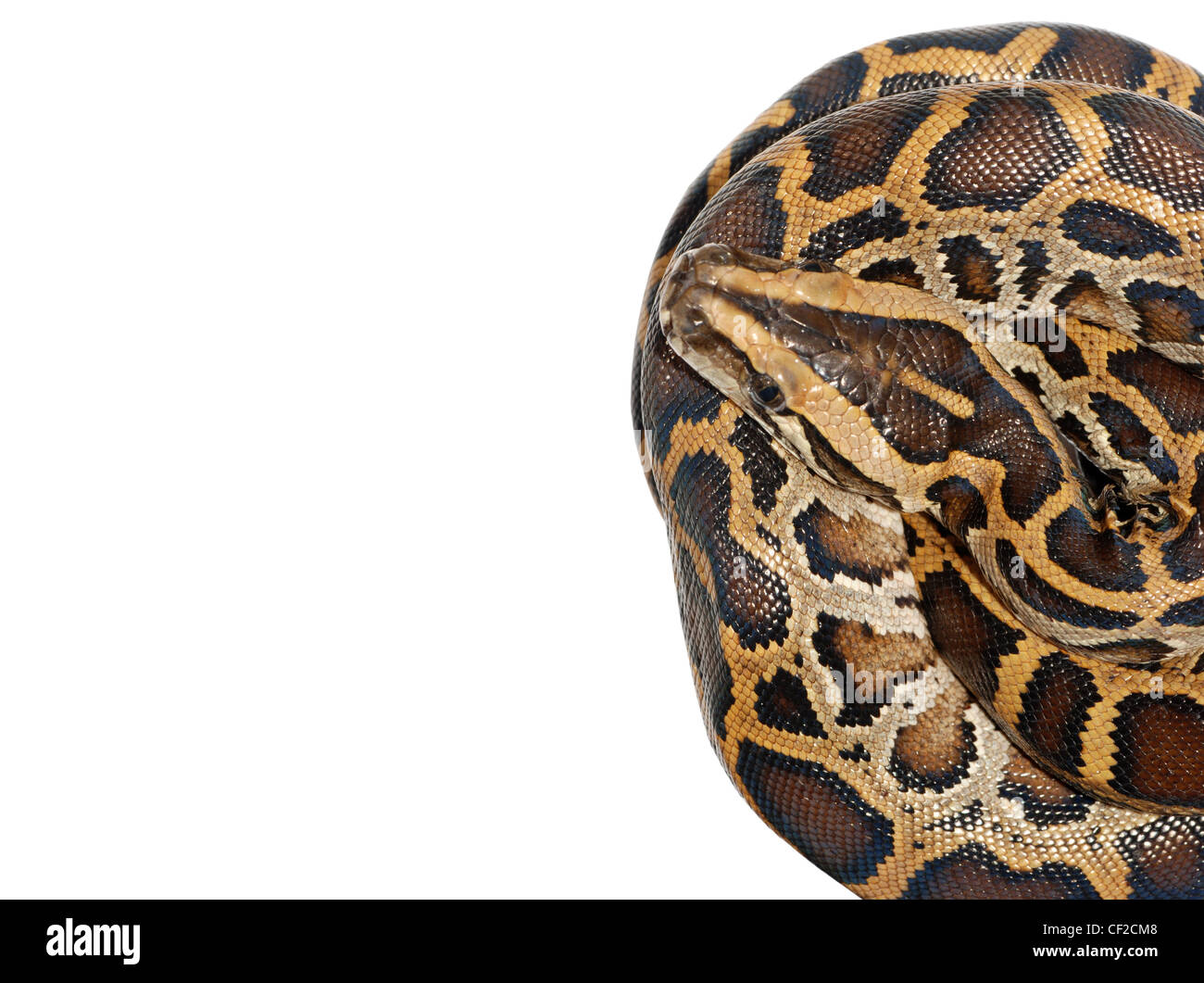 boa snake close up isolated on white Stock Photo