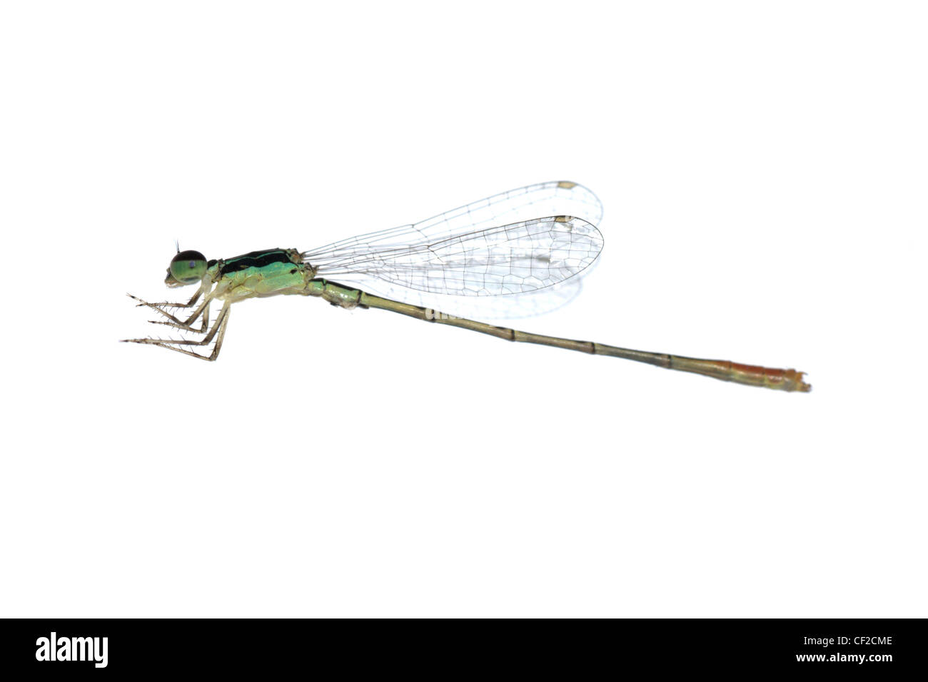 Dragonfly damselfly isolated on white background, studio shot Stock ...
