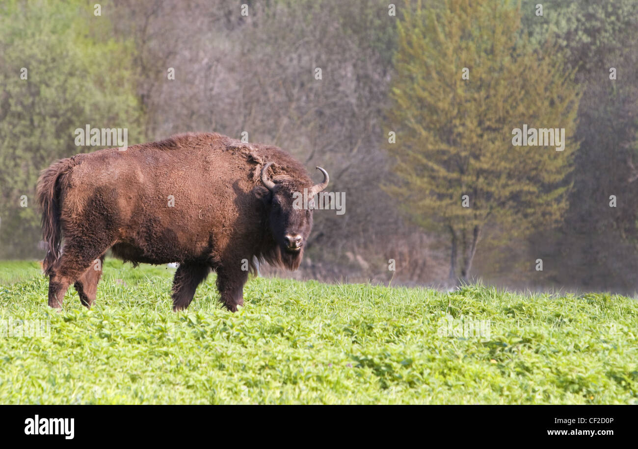 Bison head shot hi-res stock photography and images - Alamy