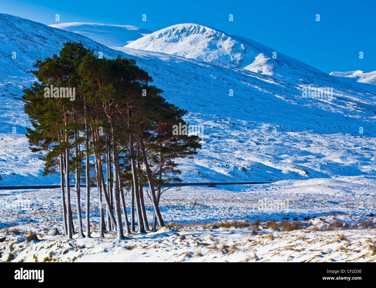 Pocket of Scots Pine amidst the open landscape of the Dirrie More near Braemore. Stock Photo
