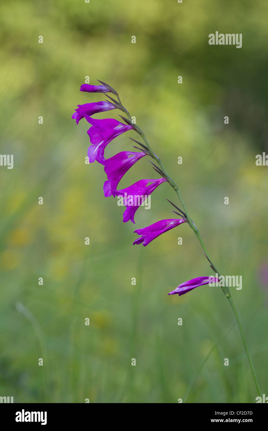 Sumpf-Gladiole, Gladiolus palustris, Marsh gladiolus Stock Photo