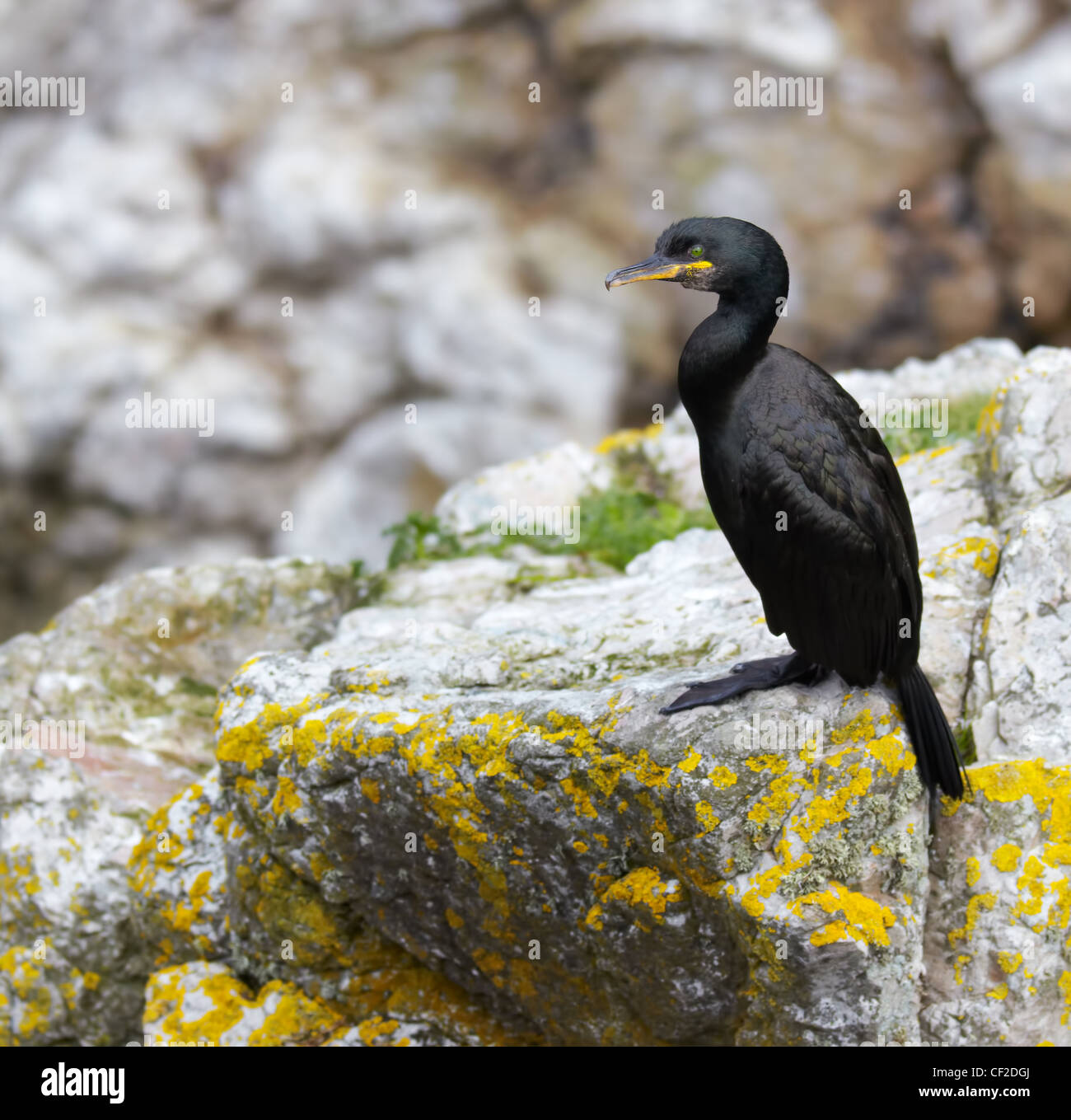 Great cormorant (Phalacrocorax carbo) portrait in nature. Stock Photo