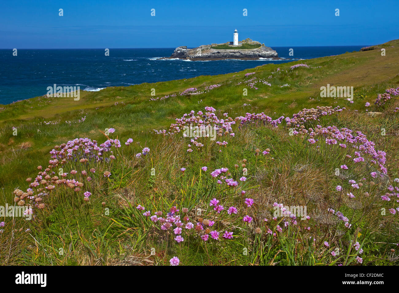 View towards Godrevy Lighthouse from a thrift covered hedge on the South West Coast Path. Stock Photo