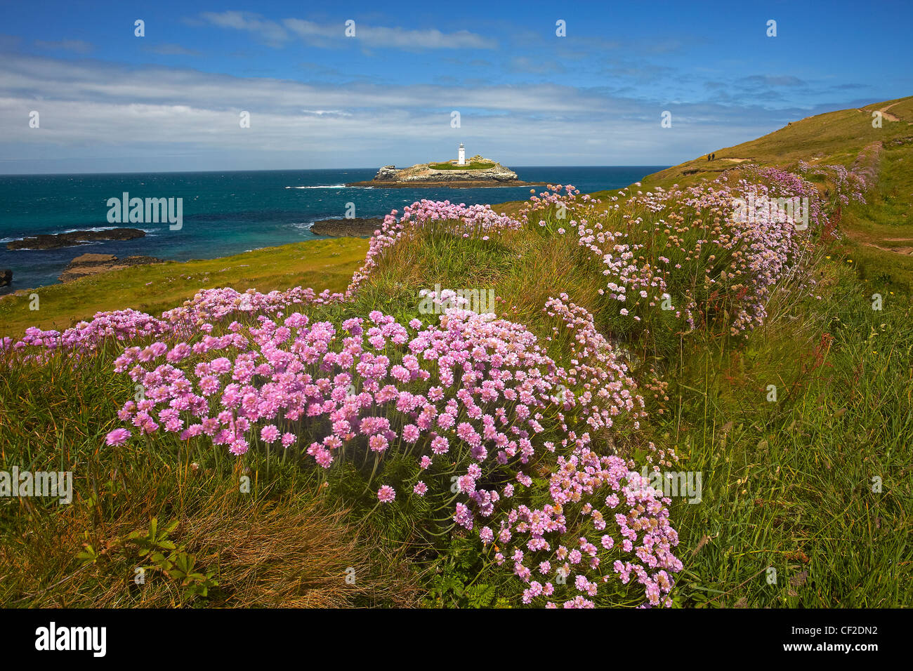 View towards Godrevy Lighthouse from a thrift covered hedge on the South West Coast Path. Stock Photo