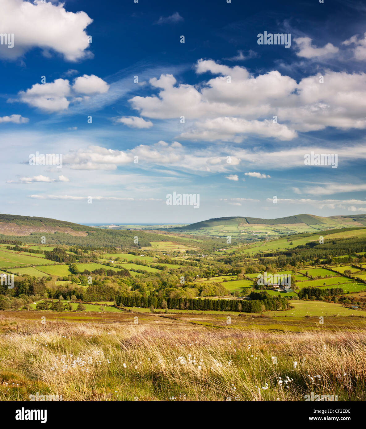 View southwards from boggy mountainside with flowering bog cotton, near Greenan, County WIcklow, Ireland Stock Photo