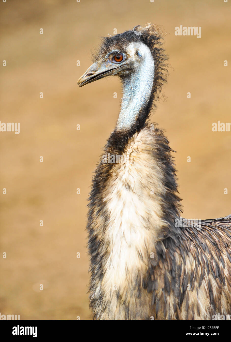 Emu (Dromaius novaehollandiae Stock Photo - Alamy