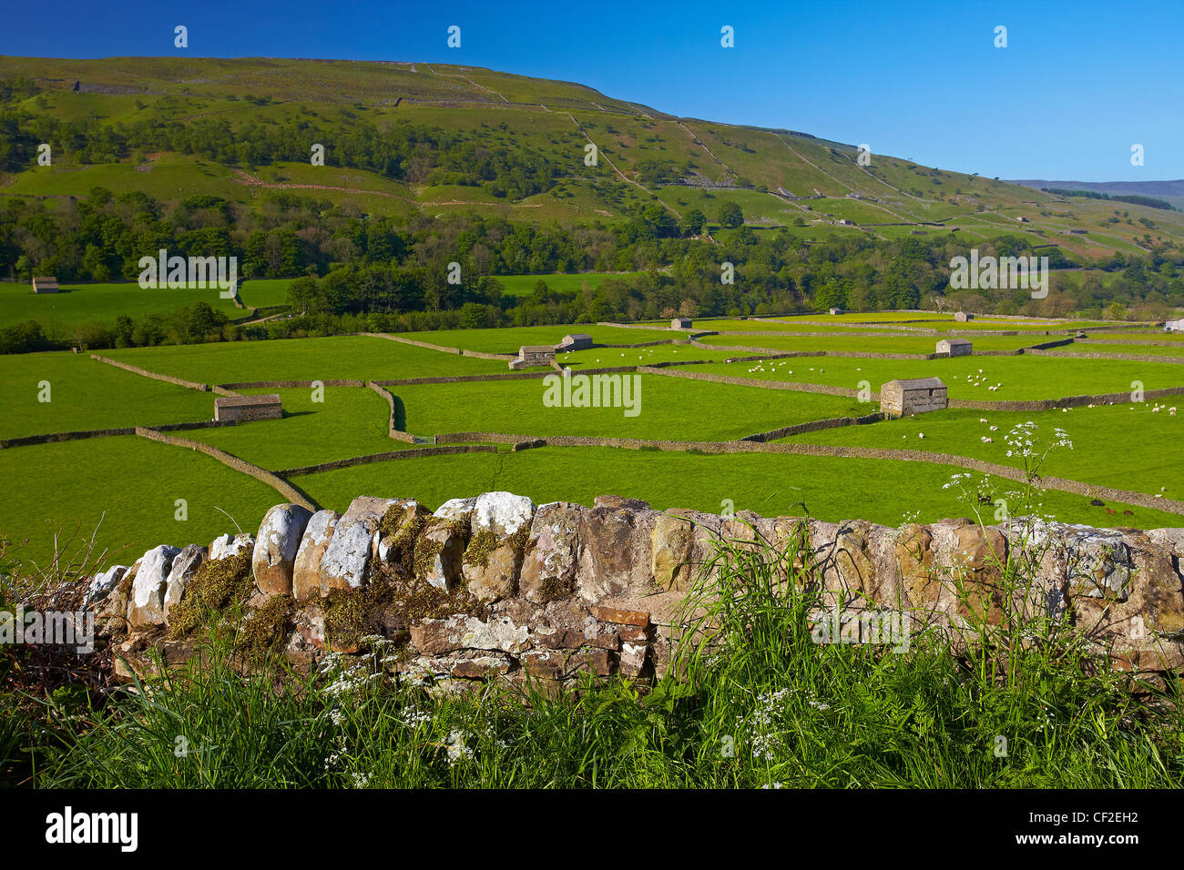 Stone built walls and barns in the meadows at Gunnerside in Swaledale. Stock Photo