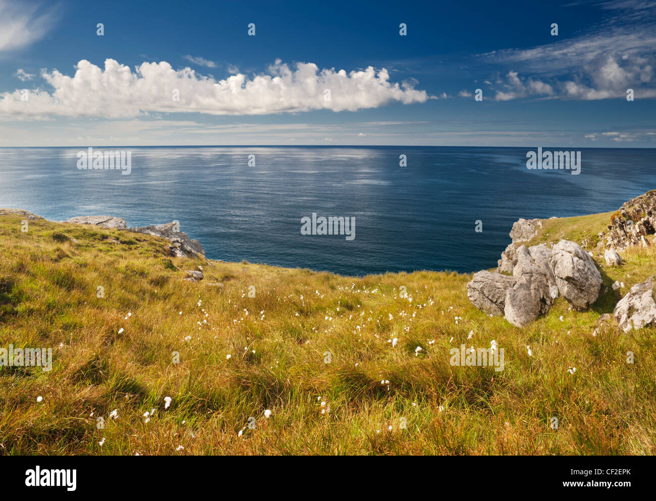 Bog cotton (cottongrass) on a rocky cliff on Bere island, Beara, County Cork, Ireland, overlooking the Atlantic Ocean Stock Photo