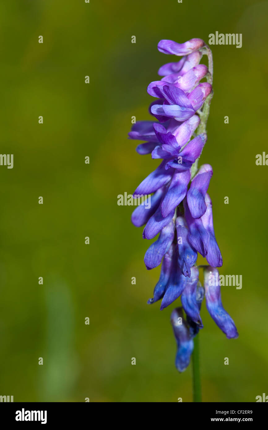 Close-up of Tufted Vetch (Vicia cracca). Stock Photo