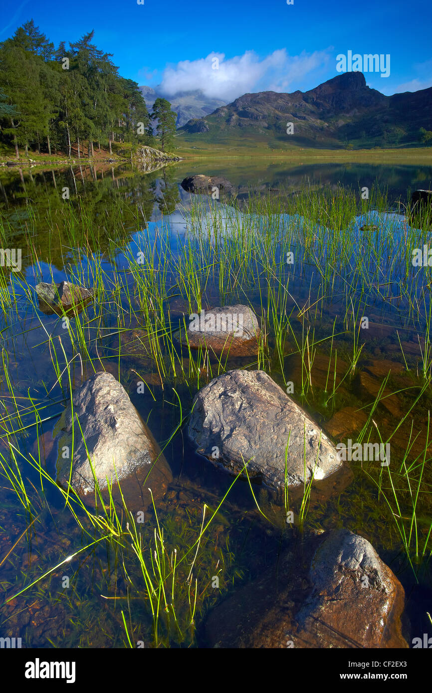 View across Blea Tarn looking towards the Langdale Pikes. Stock Photo
