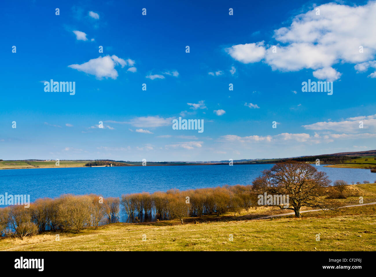 Tree on the banks of the Derwent Reservoir, an Area of Outstanding Natural Beauty in the North Pennines. Stock Photo